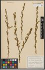 Foto von Salix triandra subsp. triandra L.
